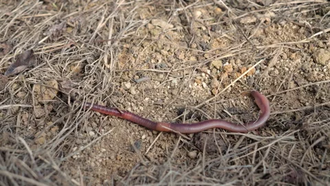 CLOSE UP: Earthworm crawls over dry soil and straw mulch on a sunny autumn day Stock Footage 342085525