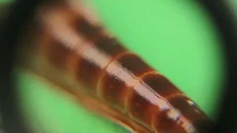 Close-up earthworm. Earth worms isolated on a green background. Earthworms, bugs Stock Footage 285206224