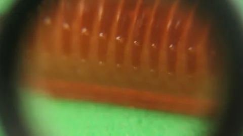 Close-up earthworm. Earth worms isolated on a green background. Earthworms, bugs Stock Footage 285206232