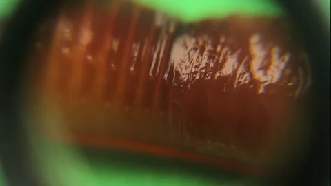 Close-up earthworm. Earth worms isolated on a green background. Earthworms, bugs Stock Footage 285206685