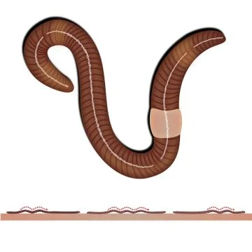 Close-up of an earthworm Ilustração Stock