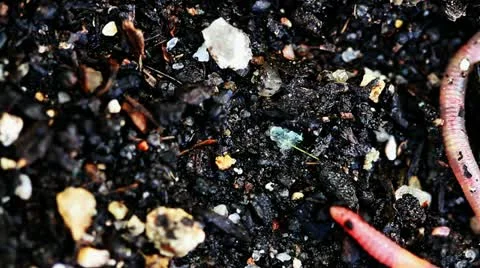 Close-up of earthworms crawling on dirt Stock-Footage 19094276