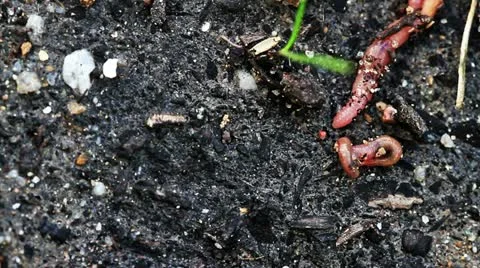 Close-up of earthworms crawling on dirt Stock Footage 19095018