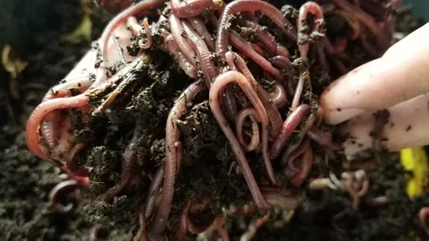 Close up of earthworms in hands Stock-Footage 142029649