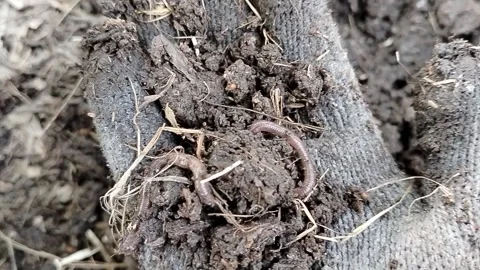 Close-up of earthworms in nutrient-rich organic compost held by a gloved hand. M Stock Footage 340116957