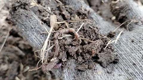 Close-up of earthworms in nutrient-rich organic compost held by a gloved hand.  Video stock 340116959