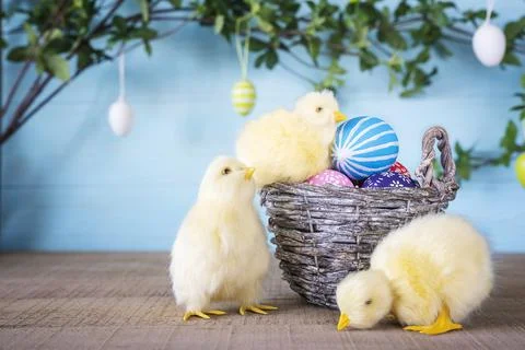 Close-up Easter composition with three yellow fluffy fledgling chickens. Stock Photos