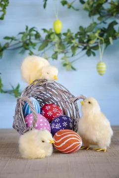 Close-up Easter composition with yellow fluffy fledgling chickens and basket. Stock Photos
