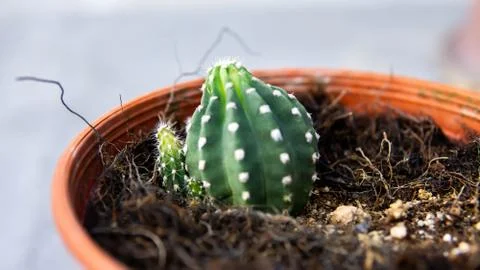 Close up of Easter Lily cactus in a flower pots. Stock Photos