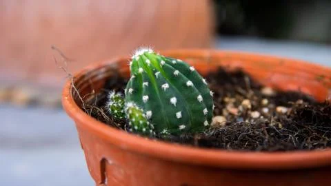 Close up of Easter Lily cactus in a flower pots. Echinopsis eyriesii is a spe Stock Photos