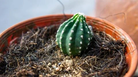 Close up of Easter Lily cactus in a flower pots. Stock Photos