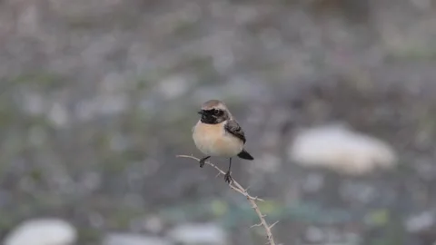 Close up of an Eastern Black-eared Wheatear (Oenanthe melanoleuca) perched on a  Stock Footage 333585888