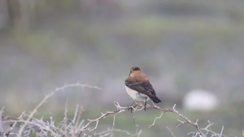 Close-up of Eastern Black-eared Wheatear Perched on Bush - 4K Stock-Footage 333586291