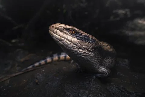 Close-up of an eastern blue-tongued lizard (Tiliqua scincoides scincoides), Stock Photos