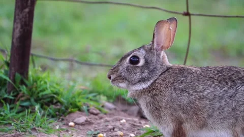 Close-Up: Eastern Cottontail Crouched Chewing Side View, Perfect Detail Video stock 306806476