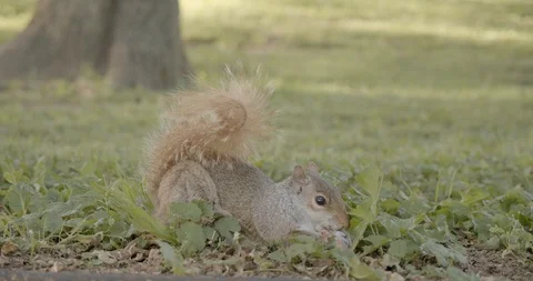 Close up of Eastern gray squirrel in grass eating Stock Footage 114594092