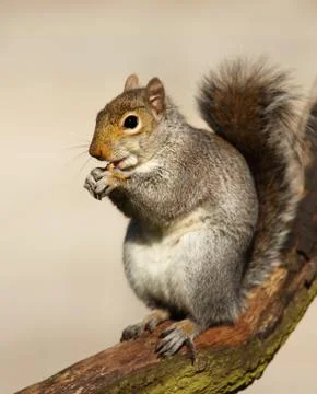 Close-up of an Eastern Gray squirrel Stock Photos