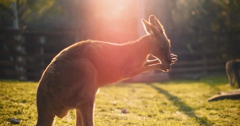 Close up of an eastern grey kangaroo cleaning its face at sunset, BMPCC 4K Stock Footage 124918713