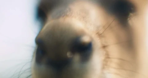 Close up of an eastern grey kangaroo, shallow depth of field. BMPCC 4K Stock Footage 124919052