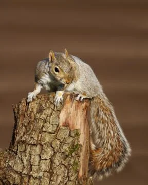 Close up of an Eastern grey squirrel Stock Photos