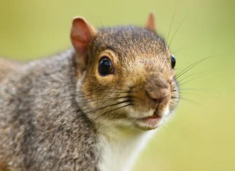 Close up of Eastern grey squirrel Stock Photos