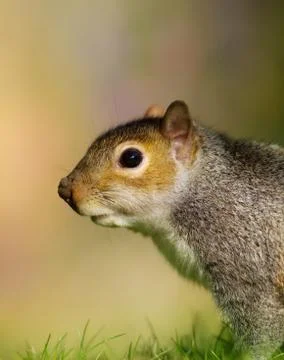 Close up of Eastern grey squirrel Stock Photos