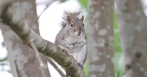 Close-up of Eastern grey squirrel on a tree branch Stock Footage 332001116