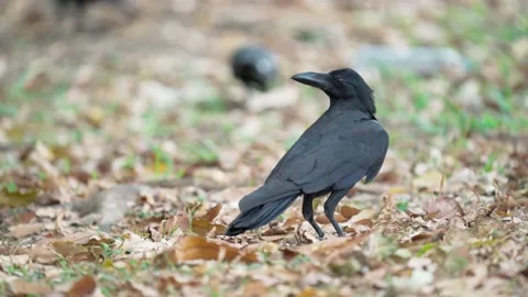Close up of eastern jungle crow standing and fly on grass and dry leaves. Stockbeeldmateriaal 148615579
