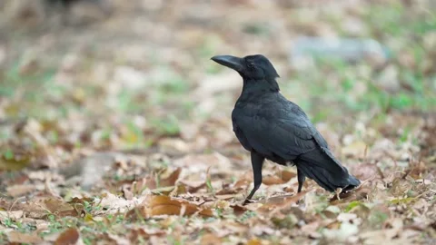 Close up of eastern jungle crow standing and fly on grass and dry leaves. Vídeos de archivo 148615666