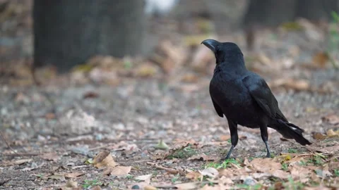 Close up of eastern jungle crow standing and walking on grass and dry leaves. Stockbeeldmateriaal 148618482