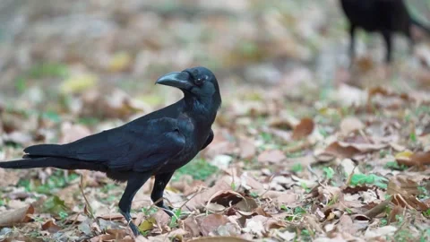 Close up of eastern jungle crow standing and cry on grass and dry leaves. Vídeos de archivo 148618559