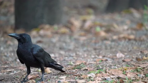 Close up of eastern jungle crow standing on grass and dry leaves. Vídeos de archivo 148619514