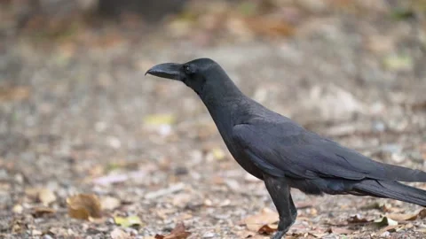 Close up of eastern jungle crow standing and walking on grass and dry leaves. 스톡 동영상 148630305