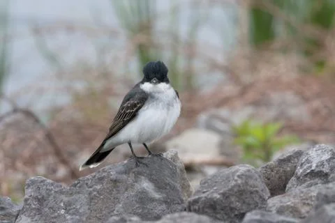 Close up of Eastern Kingbird looking at camera Stock Photos