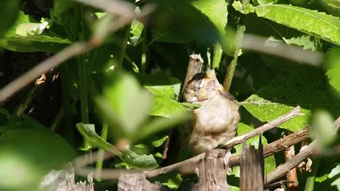 Close-up of an Eastern Nightingale chick in the bush. A hungry chick calls its Stock Footage 246855329