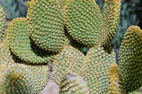 Close-up of   eastern prickly pear cactus  in desert . Stock Photos
