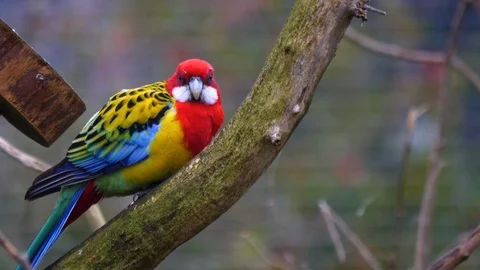 Close up of Eastern Rosella parrot Stock Footage 121819545