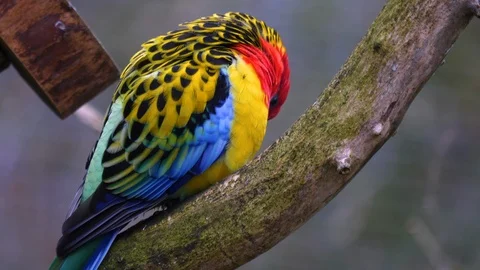 Close up of Eastern Rosella parrot Stock Footage 121820339