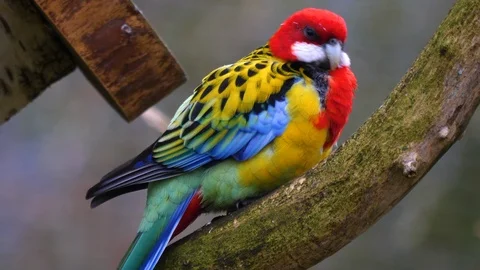 Close up of Eastern Rosella parrot Stock Footage 121820807