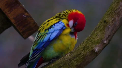 Close up of Eastern Rosella parrot Stock Footage 144587674