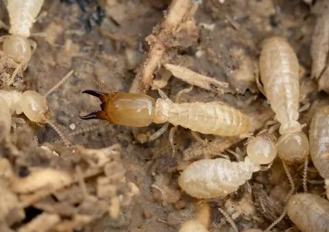 Close-Up of Eastern Subterranean Soldier Termite in Natural Habitat Stock Photos