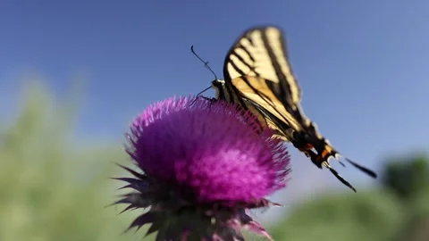 Close Up of Eastern Tiger Swallowtail Butterfly on Purple Thistle Stock Footage 245788155