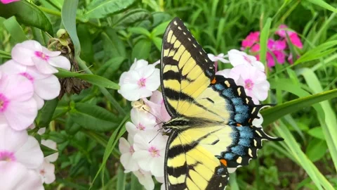 Close-up of Eastern Tiger Swallowtail butterfly feeding on Phlox Paniculata Stock Footage 254501334