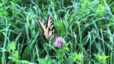 Close up of an Eastern Tiger Swallowtail butterfly on a clover Video stock 343571306