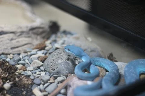 Close up of Eastern Viper or Trimeresurus Insularis or White Lipped Island .. Stock Photos