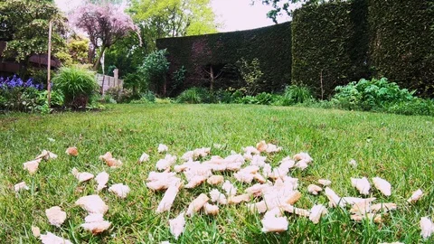 Close Up of a eating bird. Video stock 107675825