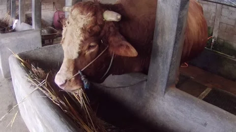 Close up eating cow Stock Footage 167797905
