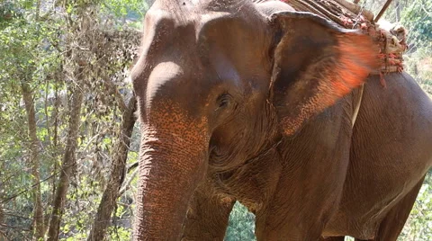 Close up of eating Elephant Stock Footage 46222001