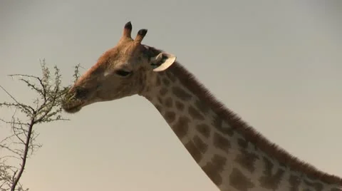 Close up of eating giraffe Stock Footage 12127615