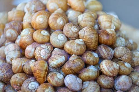 Close-up of eating the grape snails Stock Photos